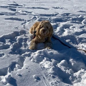 Meet your Posher, Shirley